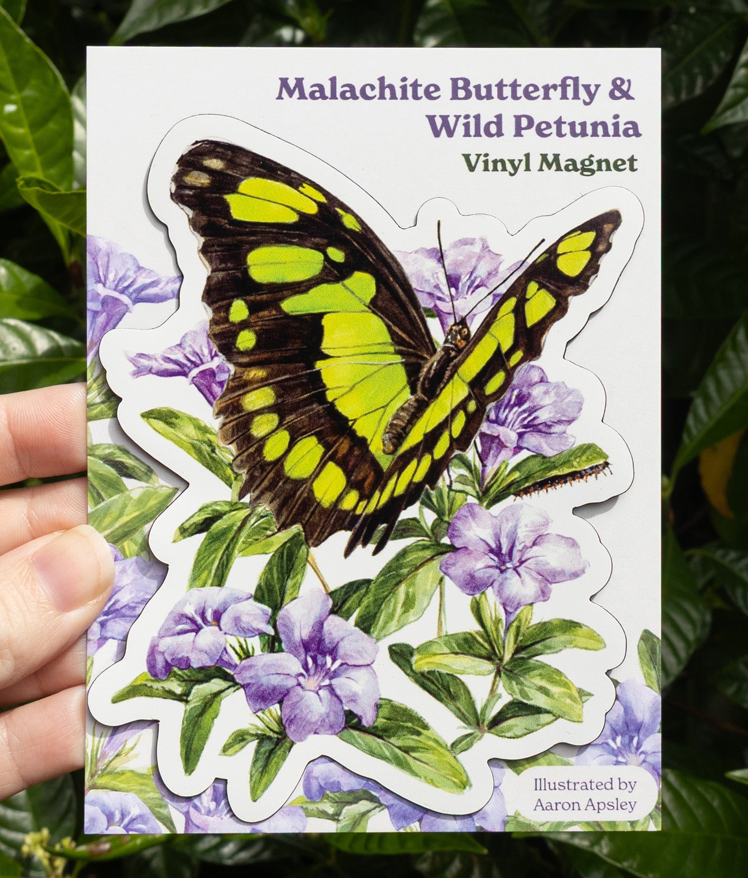 Malachite Butterfly Magnet – Aaron Apsley Artwork