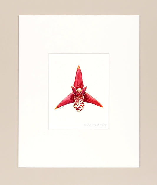 Maxillaria tenuifolia - Original Watercolor