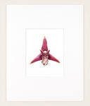 Maxillaria tenuifolia - Original Watercolor