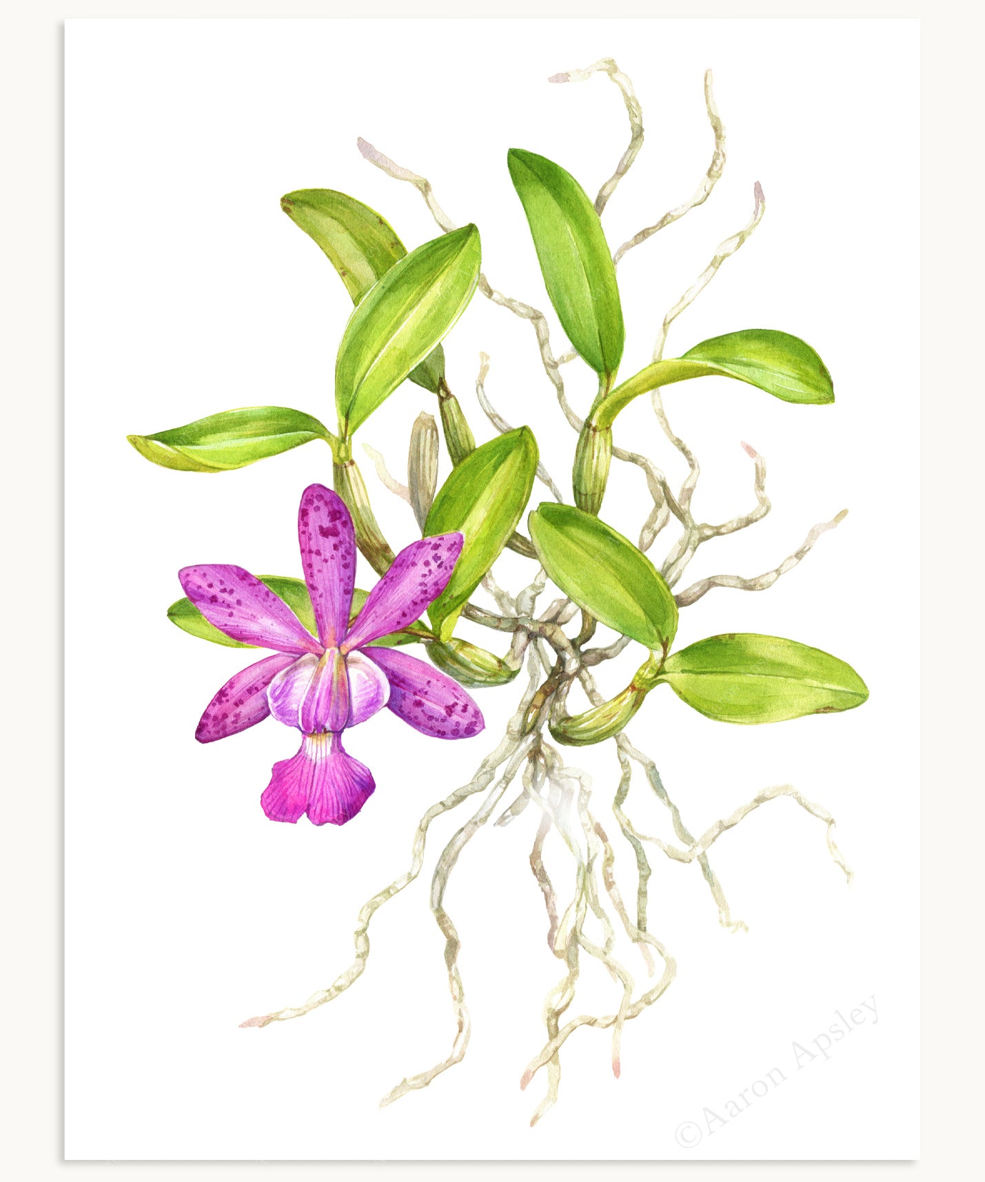 Cattleya Measuresiana Print