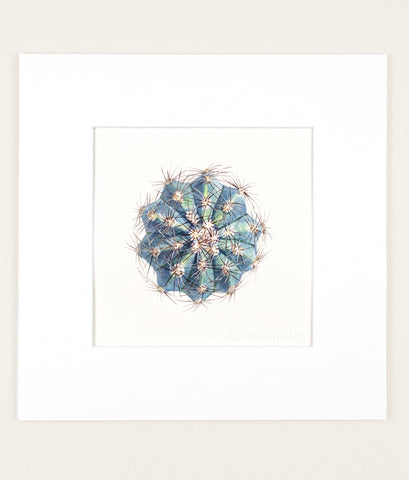 Melocactus azureus - Original Watercolor