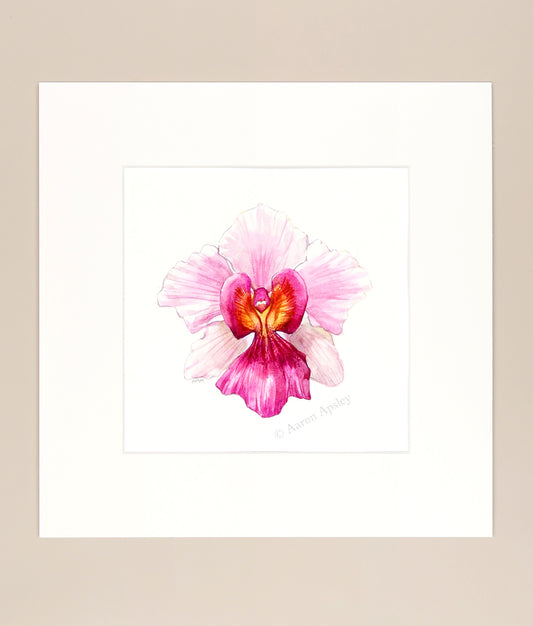 Papilionanthe Miss Joaquim - Original Watercolor
