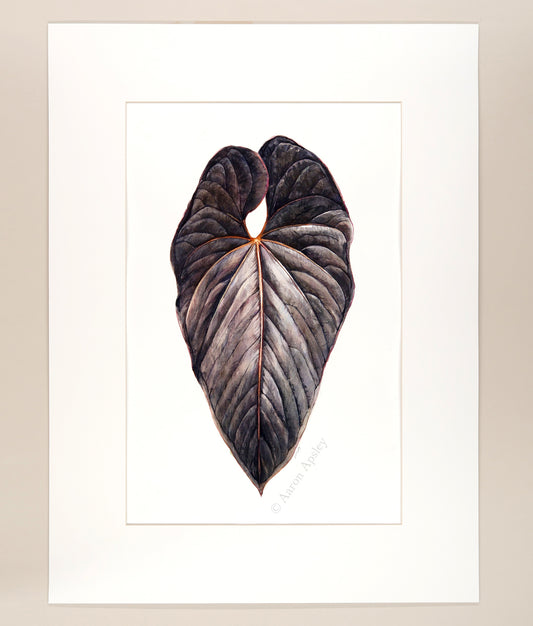 Anthurium moodeanum - Original Watercolor
