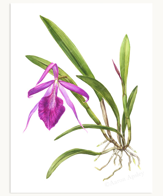 Brassocattleya Morning Glory Print