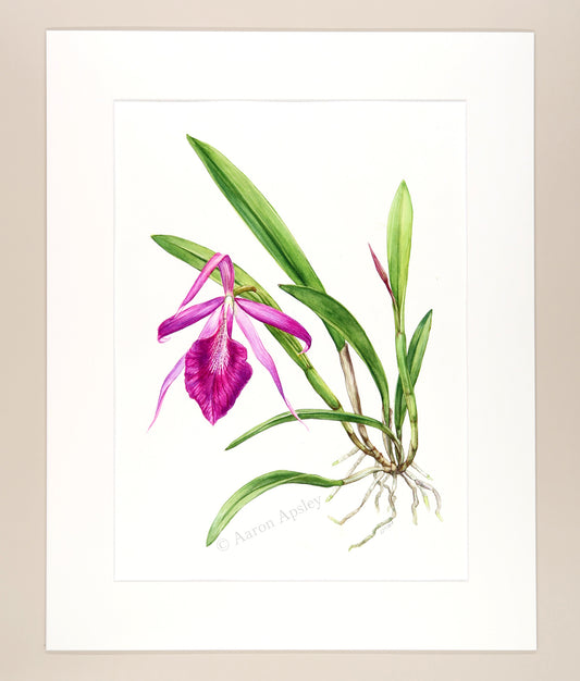 Brassocattleya Morning Glory - Original Watercolor