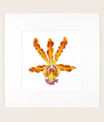 Myrmecophila brysiana - Original Watercolor