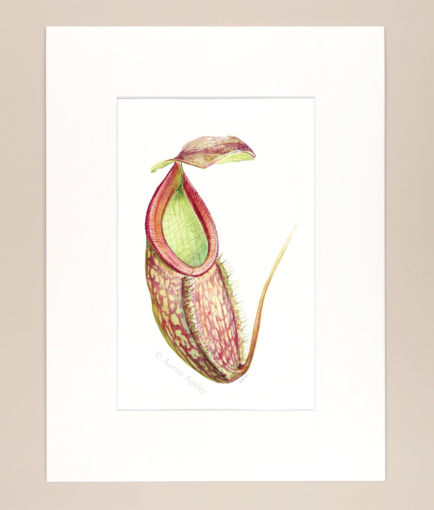 Nepenthes sp. - Original Watercolor