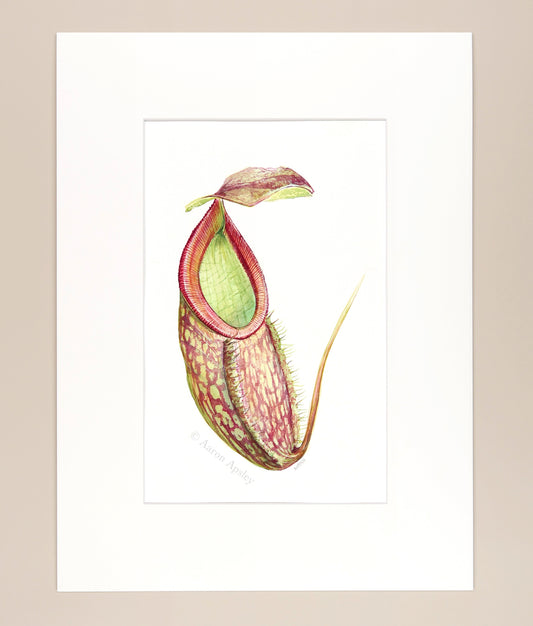 Nepenthes sp. - Original Watercolor