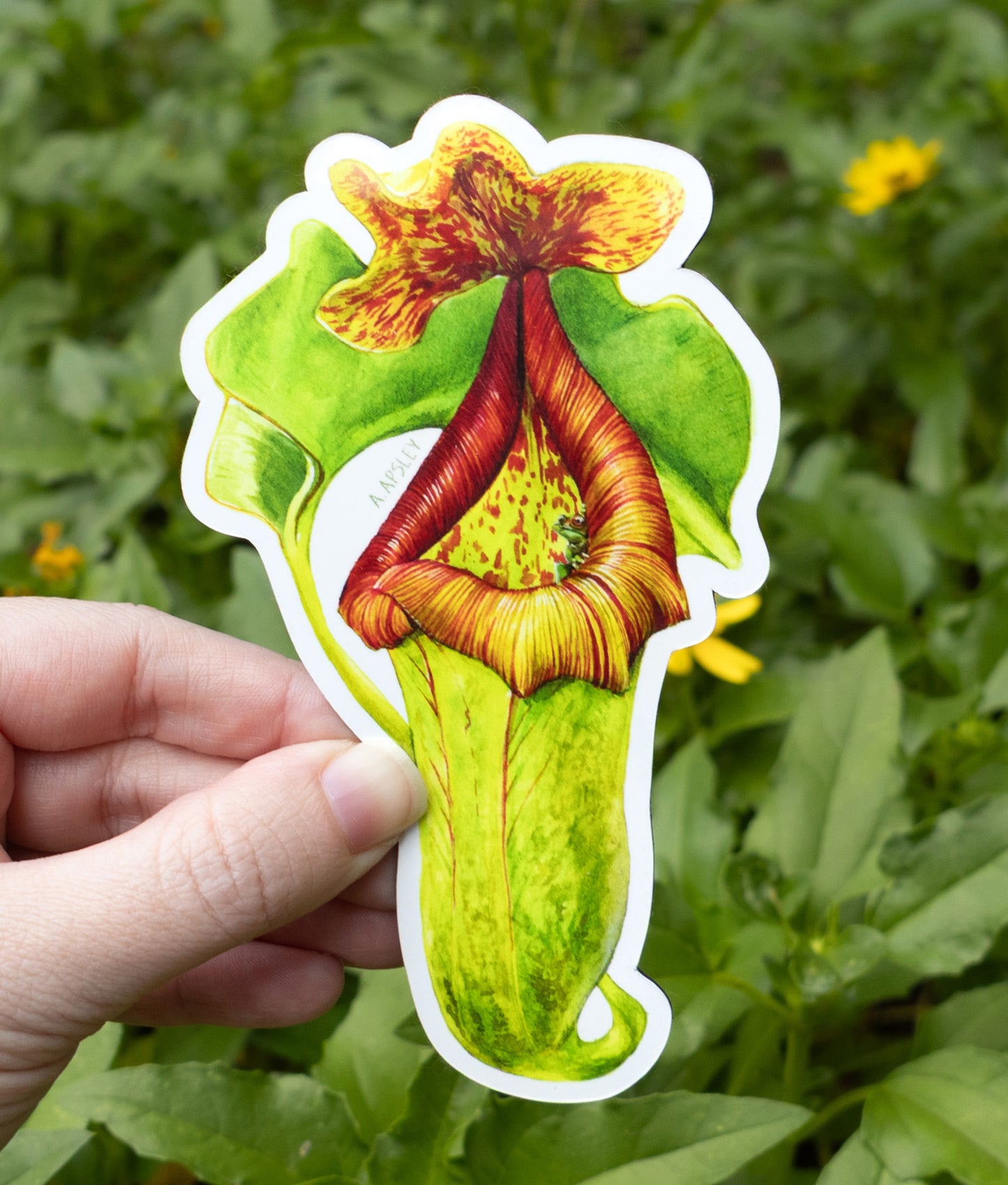 Nepenthes Magnet