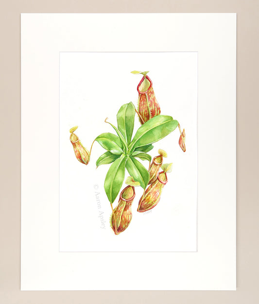 Nepenthes 'Gaya' - Original Watercolor