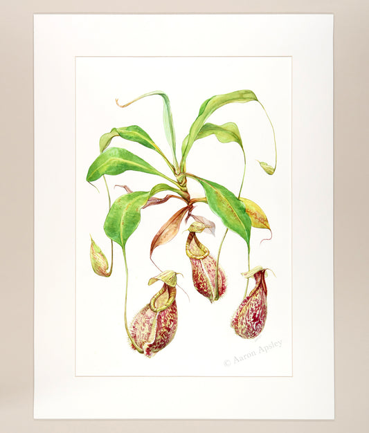 Nepenthes rafflesiana - Original Watercolor