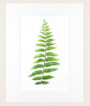 Nephrolepis exaltata - Original Watercolor