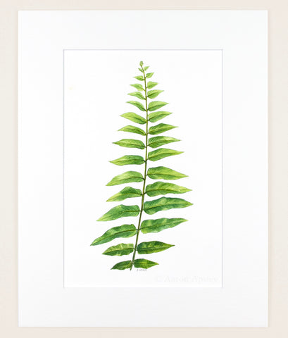 Nephrolepis exaltata - Original Watercolor