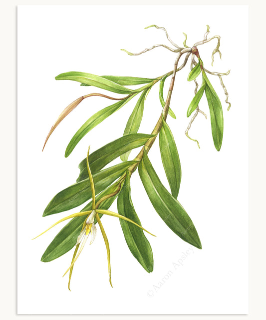 Epidendrum nocturnum Print