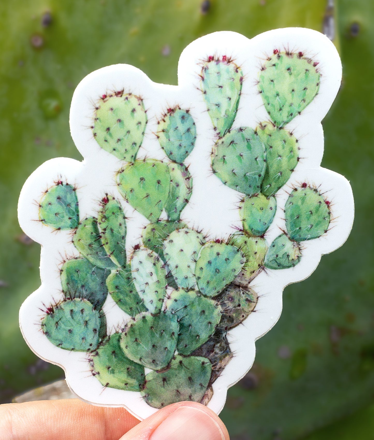 Opuntia Sticker
