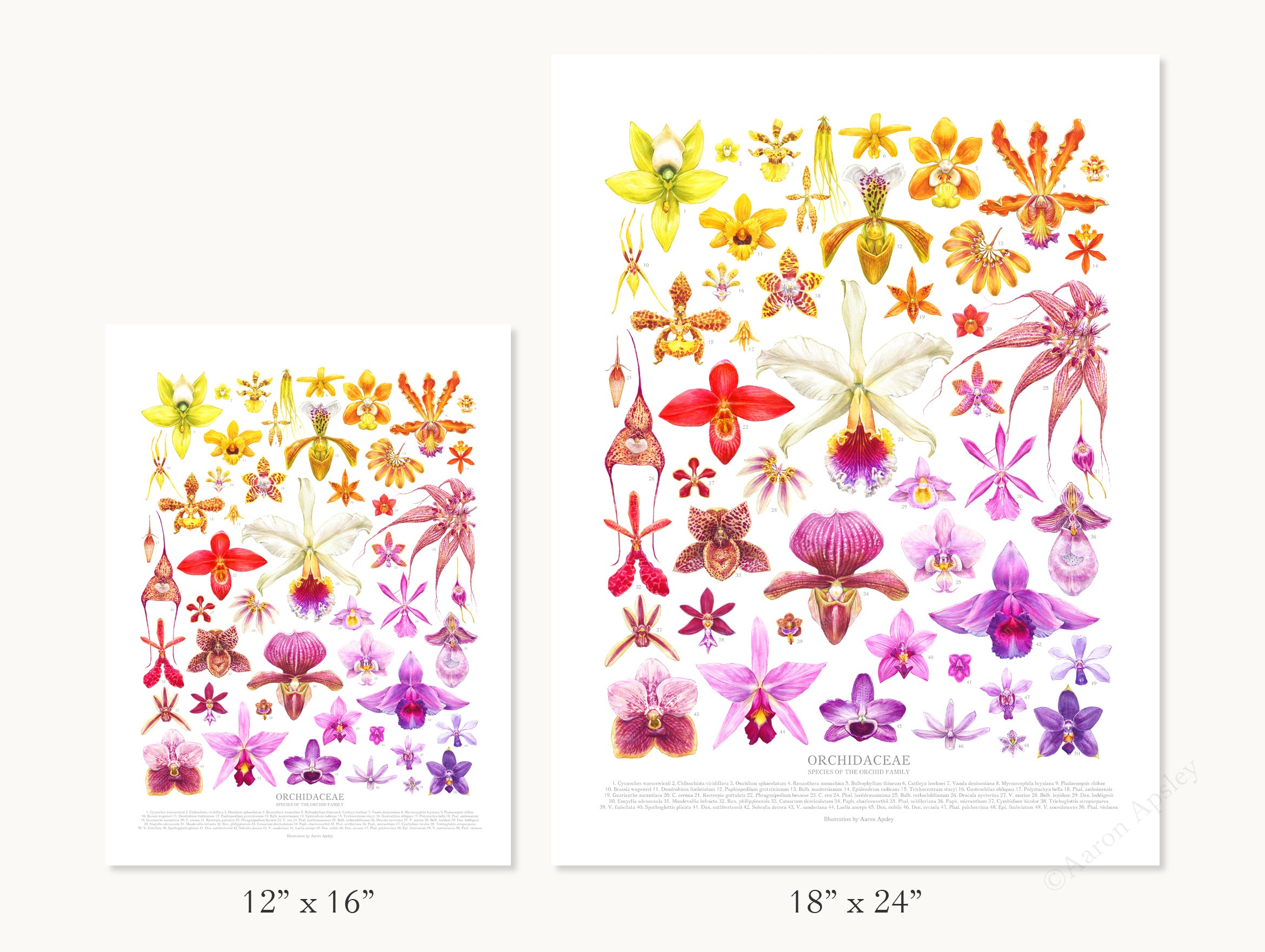 Orchid Species Print – Aaron Apsley Artwork