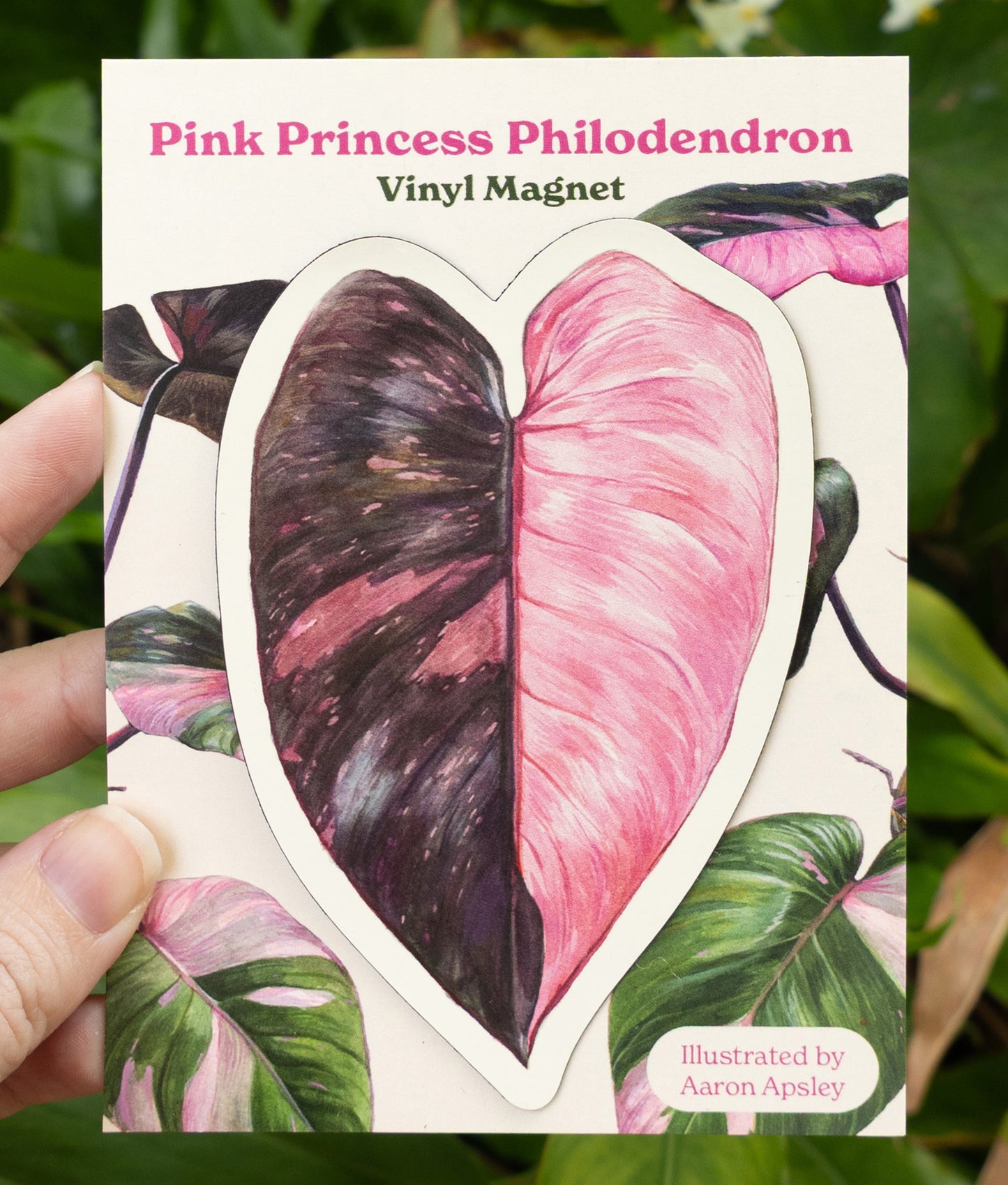 Philodendron 'Pink Princess' Magnet