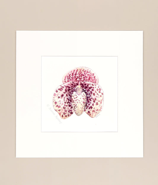 Paphiopedilum bellatulum - Original Watercolor