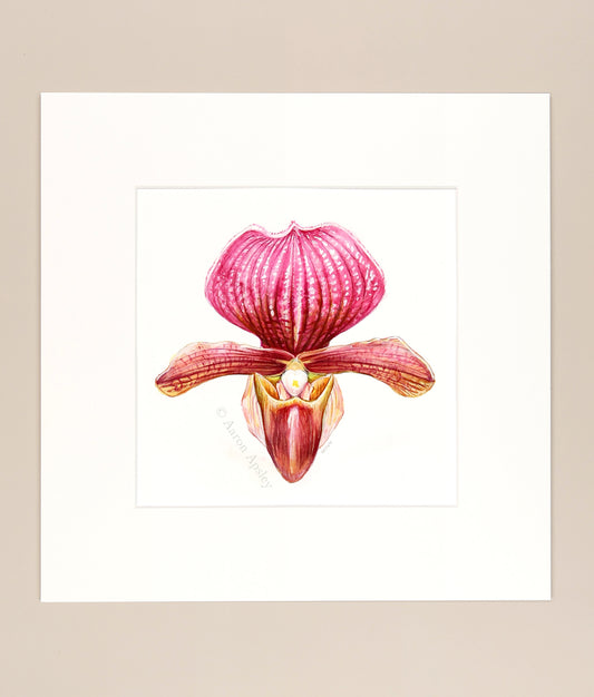 Paphiopedilum charlesworthii - Original Watercolor