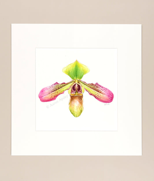 Paphiopedilum hookerae - Original Watercolor
