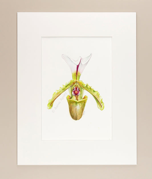 Paphiopedilum spicerianum - Original Watercolor