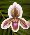 Paphiopedilum Orchid Sticker