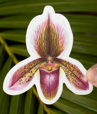Paphiopedilum Orchid Sticker
