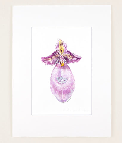 Paphiopedilum micranthum - Original Watercolor