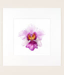 Papilionanthe Miss Joaquim - Original Watercolor