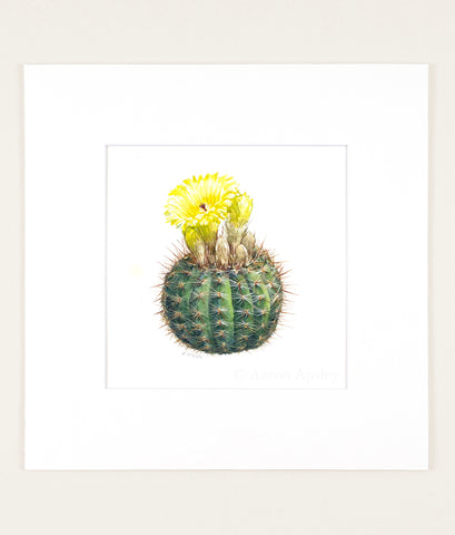 Parodia erubescens - Original Watercolor