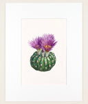 Parodia werneri - Original Watercolor