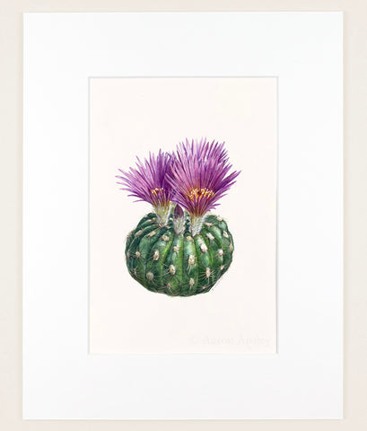 Parodia werneri - Original Watercolor