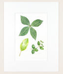 Peperomia Leaves - Original Watercolor