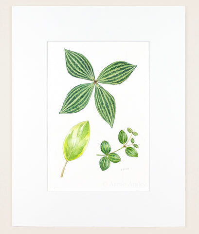 Peperomia Leaves - Original Watercolor
