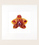 Phal. GW Green World 'Yaphon' - Original Watercolor