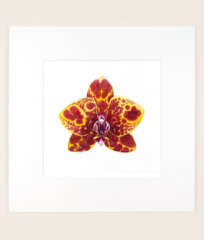 Phal. GW Green World 'Yaphon' - Original Watercolor
