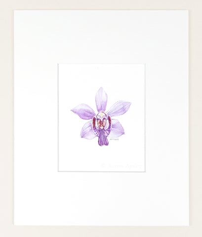 Phalaenopsis pulcherrima - Original Watercolor