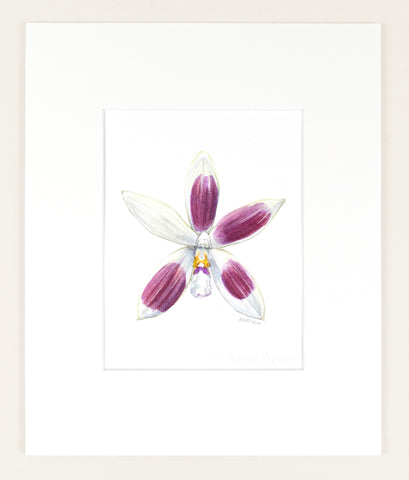 Phalaenopsis tetraspis - Original Watercolor