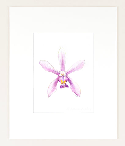 Phalaenopsis wilsonii - Original Watercolor