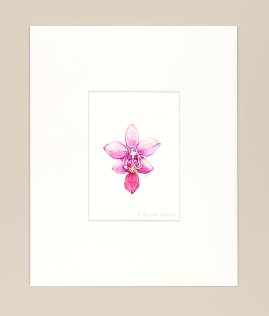 Phalenopsis equestris - Original Watercolor