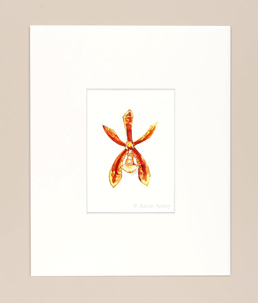 Phalenopsis mannii - Original Watercolor