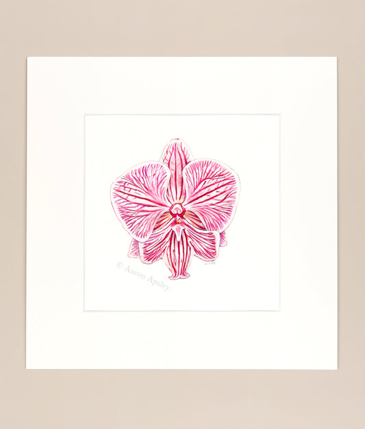 Phalaenopsis Chi Yueh Four Peace - Original Watercolor