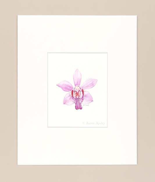 Phalaenopsis pulcherrima - Original Watercolor