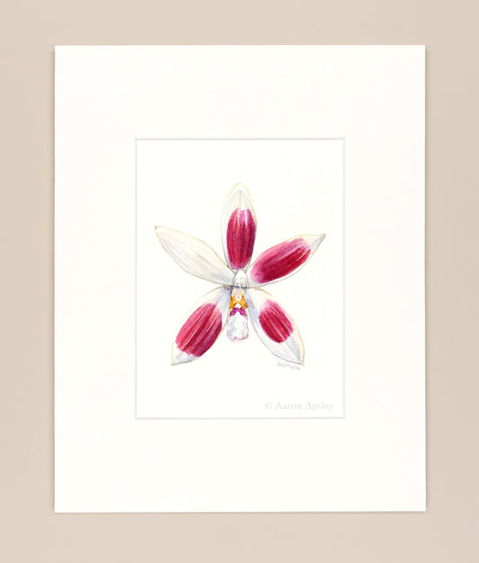 Phalaenopsis tetraspis - Original Watercolor