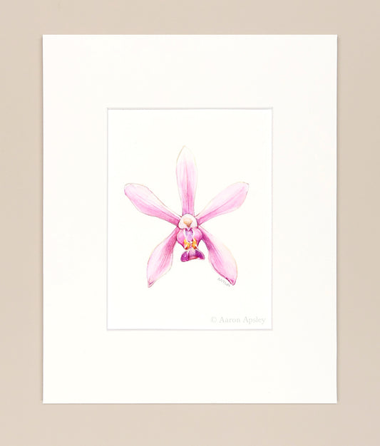 Phalaenopsis wilsonii - Original Watercolor