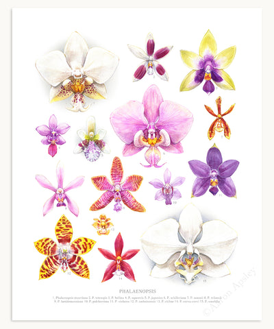 Phalaenopsis Orchid Species Print
