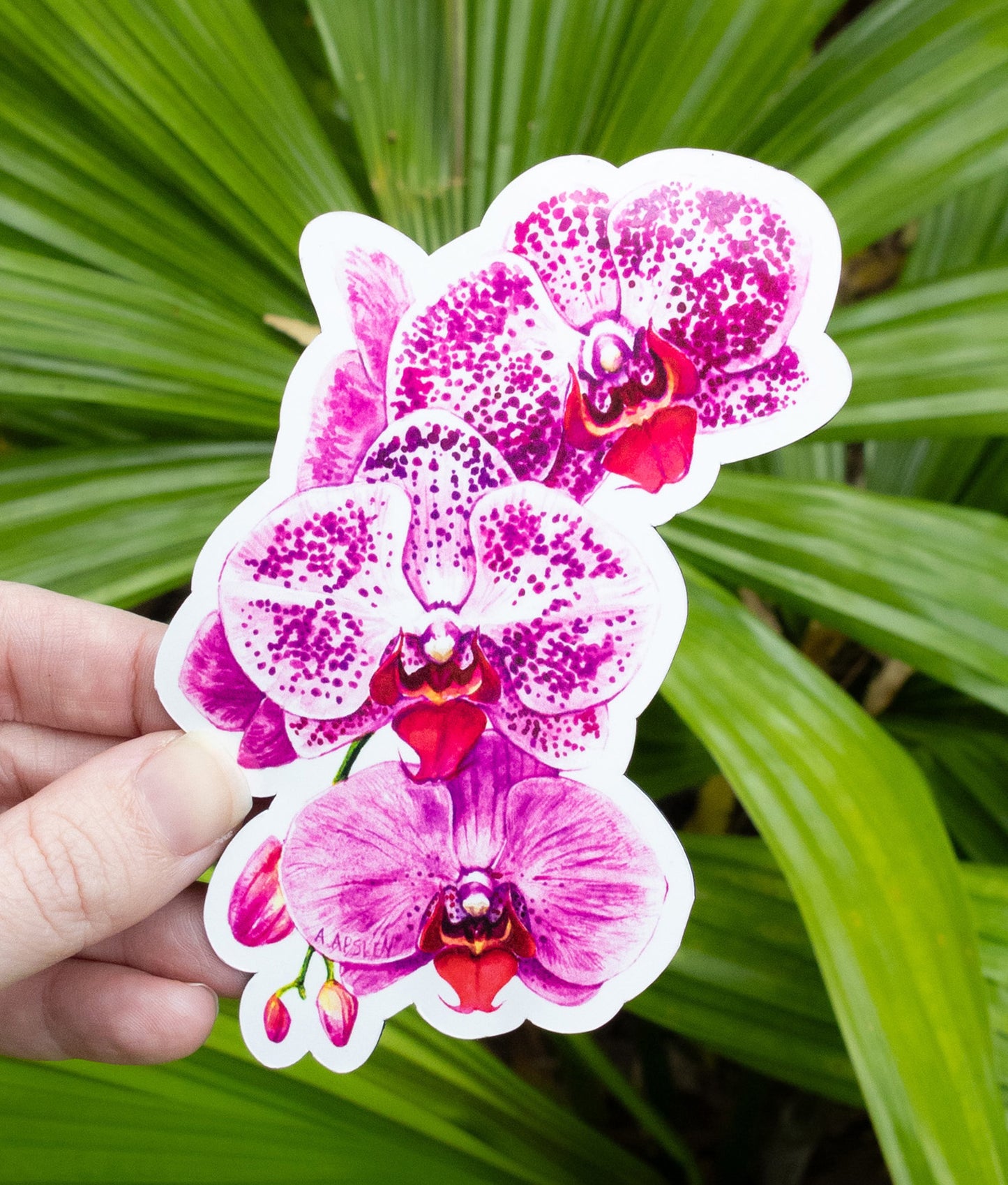 Phalaenopsis Orchid Magnet