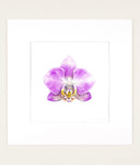 Phalaenopsis cv 1 - Original Watercolor