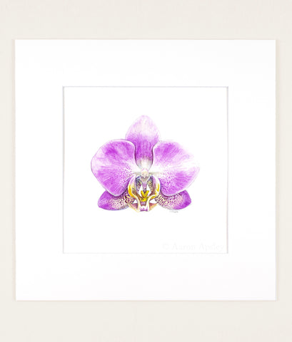 Phalaenopsis cv 1 - Original Watercolor