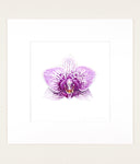 Phalaenopsis cv 2 - Original Watercolor